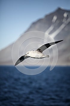 Arctic fulmar