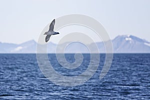 Arctic fulmar