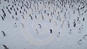 Arctic gentoo penguin colony snow covered surface