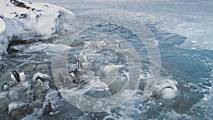 Arctic gentoo penguin group go ashore aerial view