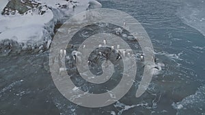 Arctic gentoo penguin group go ashore aerial view