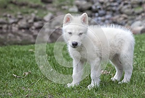 Arctic gray wolf pup