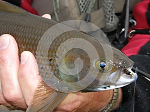 Arctic Grayling