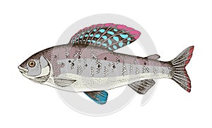 Arctic grayling, freshwater fish in side view