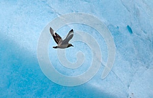 Arctic Great Skua (Stercorarius skua)