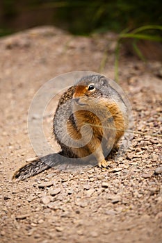 Arctic Ground Squirrel