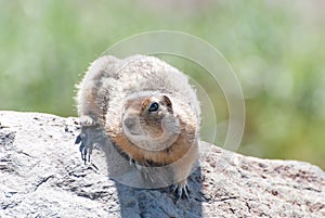 Arctic ground squirrel