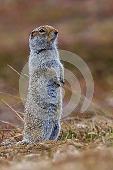 Arctic Ground Squirrel