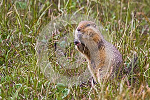 Arctic Ground Squirrel