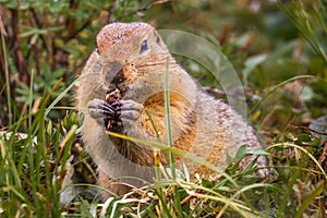 Arctic Ground Squirrel