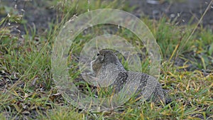Arctic ground squirrel, carefully looking around so as not to fall into the jaws of predatory beasts