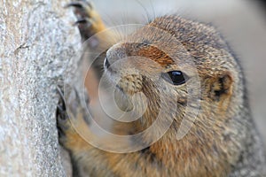 Arctic Ground Squirrel on Donnelly Dome