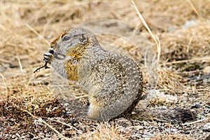 Arctic ground squirrel eating food. Kamchatka Peninsula, Russia