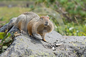 Arctic ground squirrel eating seeds on rock. Kamchatka.