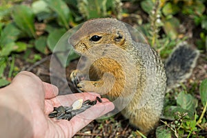 Arctic ground squirrel eats seeds from human hands. Kamchatka.