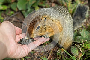 Arctic ground squirrel eats seeds from human hands. Kamchatka.