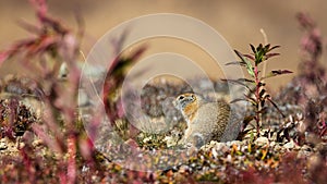 Arctic Ground Squirrel