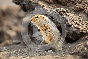 Arctic ground squirrel or parka in Kamchatka near Tolbachik volcano
