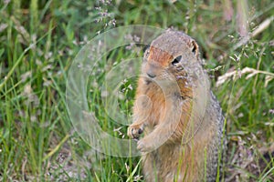 Arctic Ground Squirrel Pops up in a Field