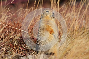 Arctic Ground Squirrel or Sik Sik