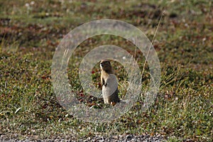 Arctic Ground Squirrel (Urocitellus parryii)