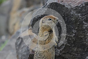 Arctic Ground Squirrel (Urocitellus parryii)