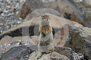 Arctic Ground Squirrel (Urocitellus parryii)