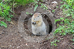 Arctic ground squirrel Urocitellus parryii stands by his mink