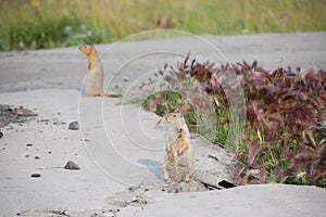 Arctic ground squirrels at roadside