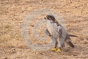 Arctic Gyrfalcon