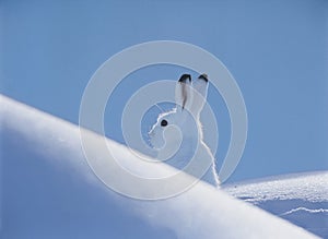 Arctic hare photo