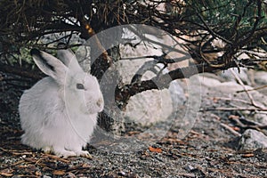 Arctic Hare