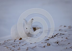 Arctic hare at the Canadian high arctic