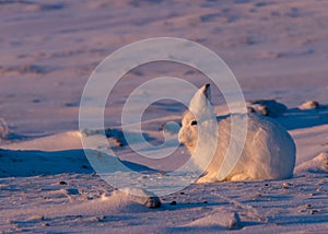 Arctic hare at the Canadian high arctic during sunset.