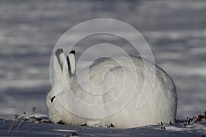 Arctic Hare grazing on a snowy tundra