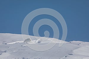 Arctic Hare hiding in a small crevasse in the snow, near Arviat, Nunavut