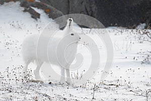 Arctic hare on its hind legs