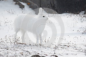 Arctic hare on its hind legs