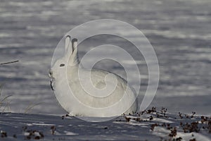 Arctic Hare Lepus arcticus chewing on willow while staring into the distance, near Arviat, Nunavut