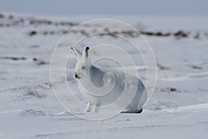 Arctic hare Lepus arcticus getting ready to jump while sitting on snow and shedding its winter coat