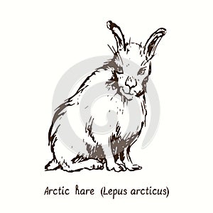 Arctic hare Lepus arcticus sitting side view. Ink black and white drawing in woodcut style