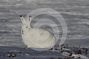 Arctic Hare Lepus arcticus staring into the distance, near Arviat, Nunavut