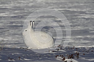 Arctic Hare Lepus arcticus staring into the distance, near Arviat, Nunavut