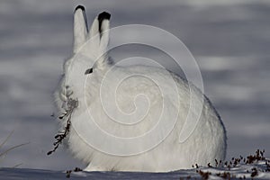 Arctic Hare Lepus arcticus staring into the distance with willow branch in its mouth, near Arviat, Nunavut