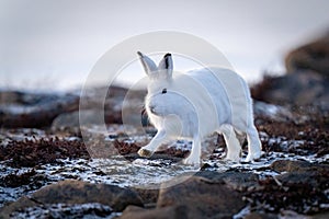 Arctic hare lifts paw walking across tundra