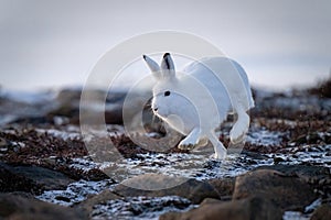 Arctic hare races past rocks on tundra photo