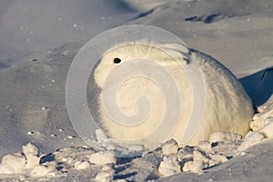 Arctic Hare