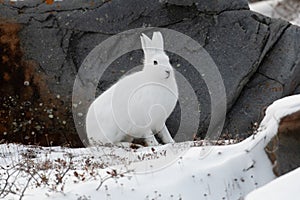 Arctic hare sitting by a rock