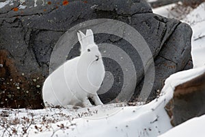 Arctic hare sitting by a rock