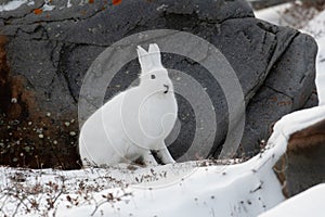 Arctic hare sitting by a rock